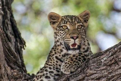 14 Days Uganda Safari- Big 5 Trips