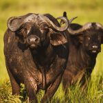 Big 5 TripsBig Five-Uganda Safaris