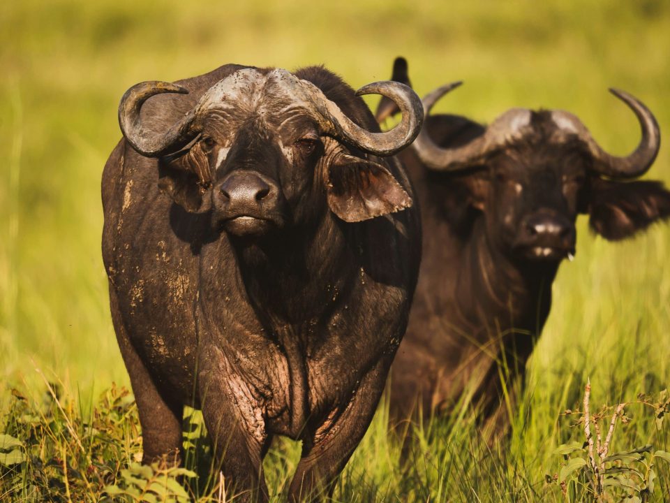 Big 5 TripsBig Five-Uganda Safaris