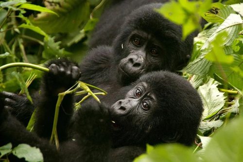 Uganda-Uganda Safaris