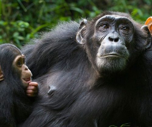 Murchison Falls National Park