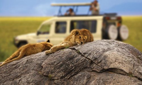 7 Days Best Kenya Wildlife Tour-Uganda Safaris