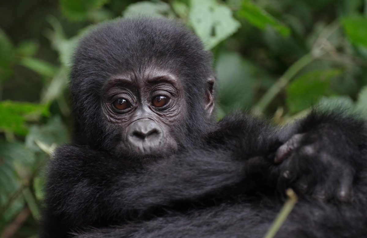 7 days Rwanda gorilla safari