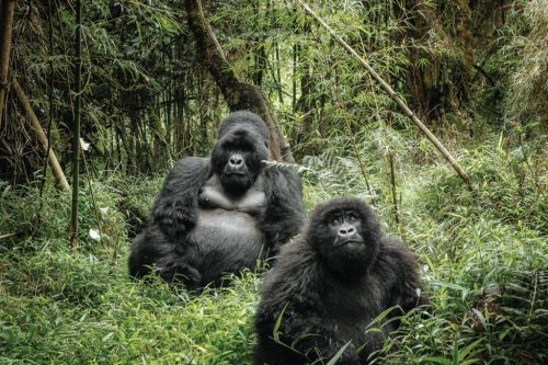 3 Days Gorilla Trekking Uganda