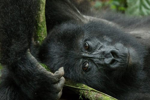 Chimps And Gorilla Safaris in Uganda