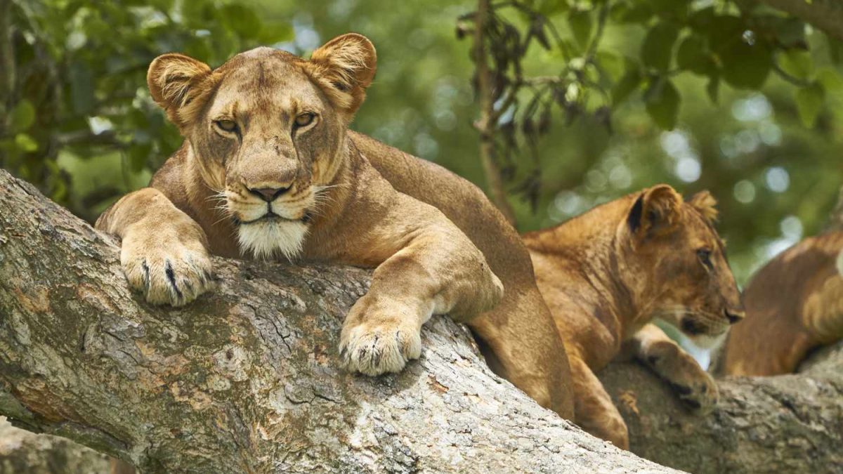 2 Days Queen Elizabeth National Park- Tourist Attractions