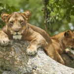 2 Days Queen Elizabeth National Park- Tourist Attractions