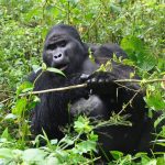 7 Days Rwanda Classic Safari