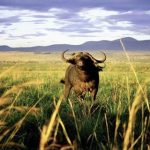 Attractions in Semuliki National Park