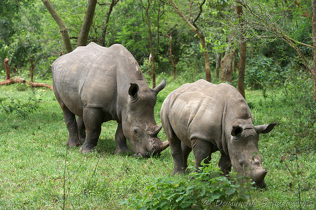 Big Five-Uganda Safaris