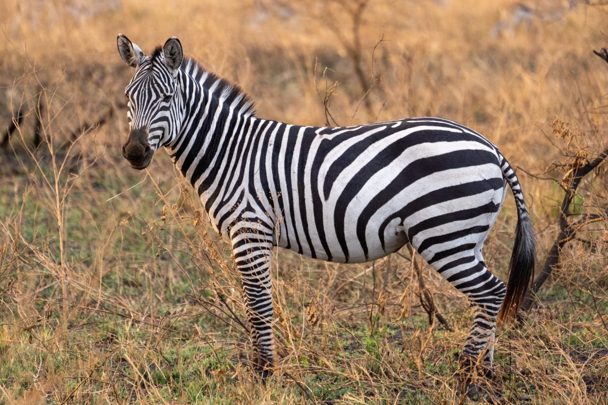 Akagera National Park