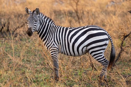 Akagera National Park