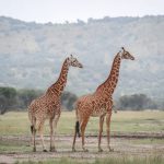 Akagera National Park