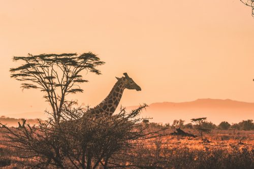 Night Game Drives