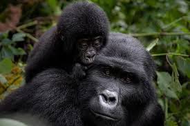 2 Days Gorilla Trekking Ugand