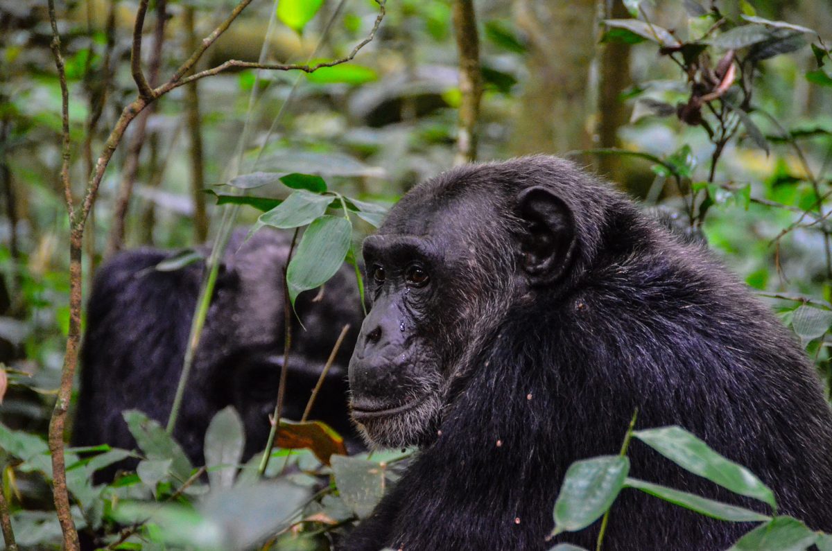 6 Day Rwanda Primates Tour
