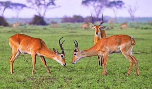 Visit Akagera National Park