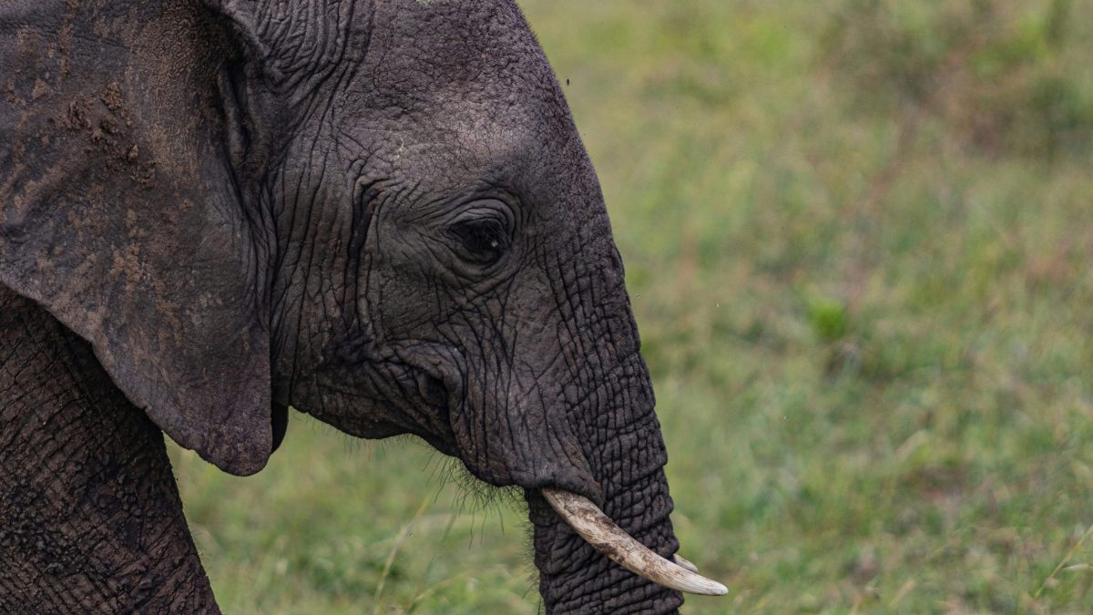 Wildlife Tours Rwanda