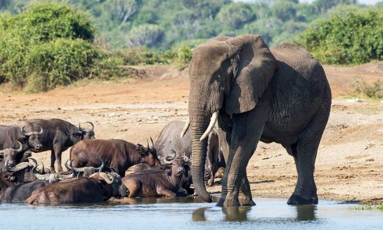 8 Days Best Uganda Safari-Big 5 Trips