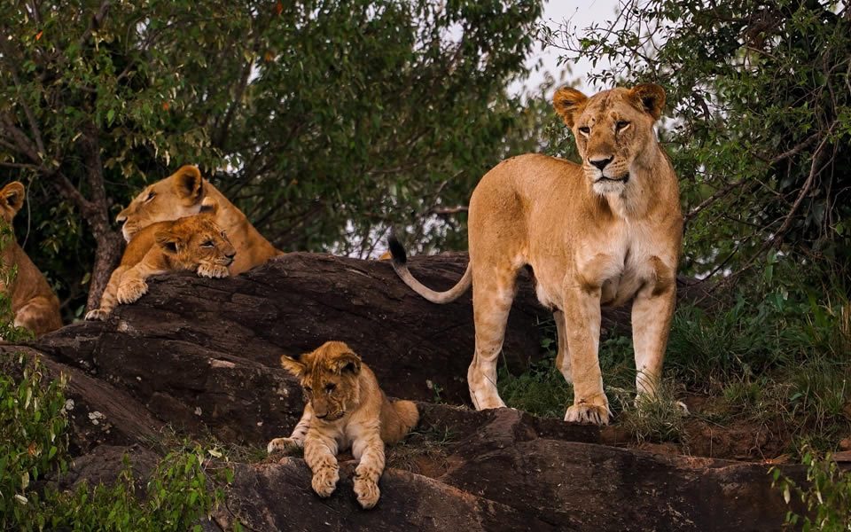 4 Days Kidepo Valley WildlifUganda Safari Company