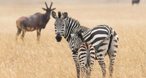 4 Days in Akagera National Park