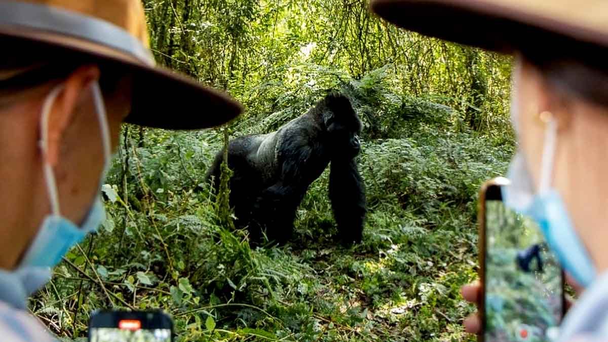 Are gorilla safaris safe