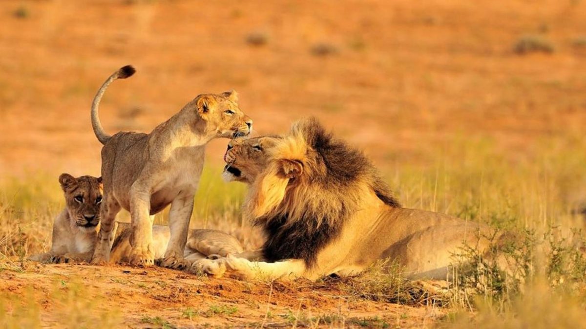 5 Days Best of Tanzania safari