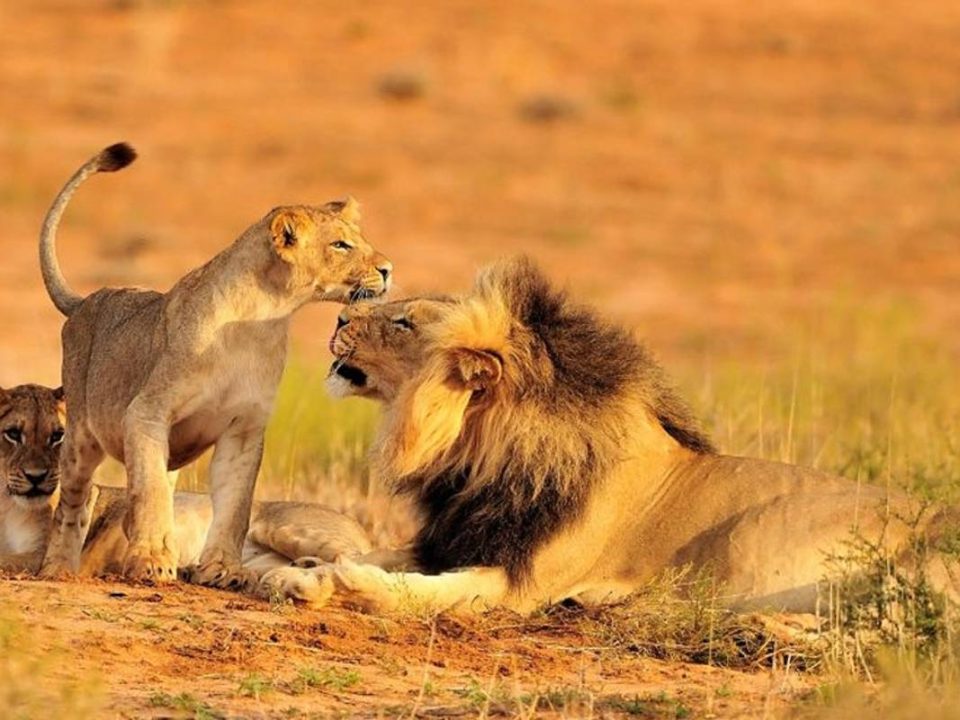 5 Days Best of Tanzania safari