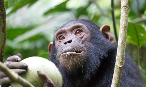 7 Days Best Primates Tour- Rwanda-Kibale Forest