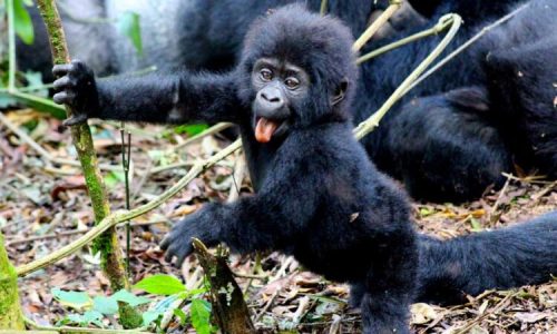 5 Days Gorilla Trekking Tour-Bwindi