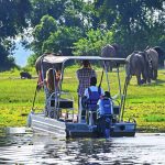 7 Days Best Uganda Adventure- Elephants in Uganda