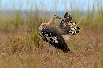 8 Day Uganda Birding Safari