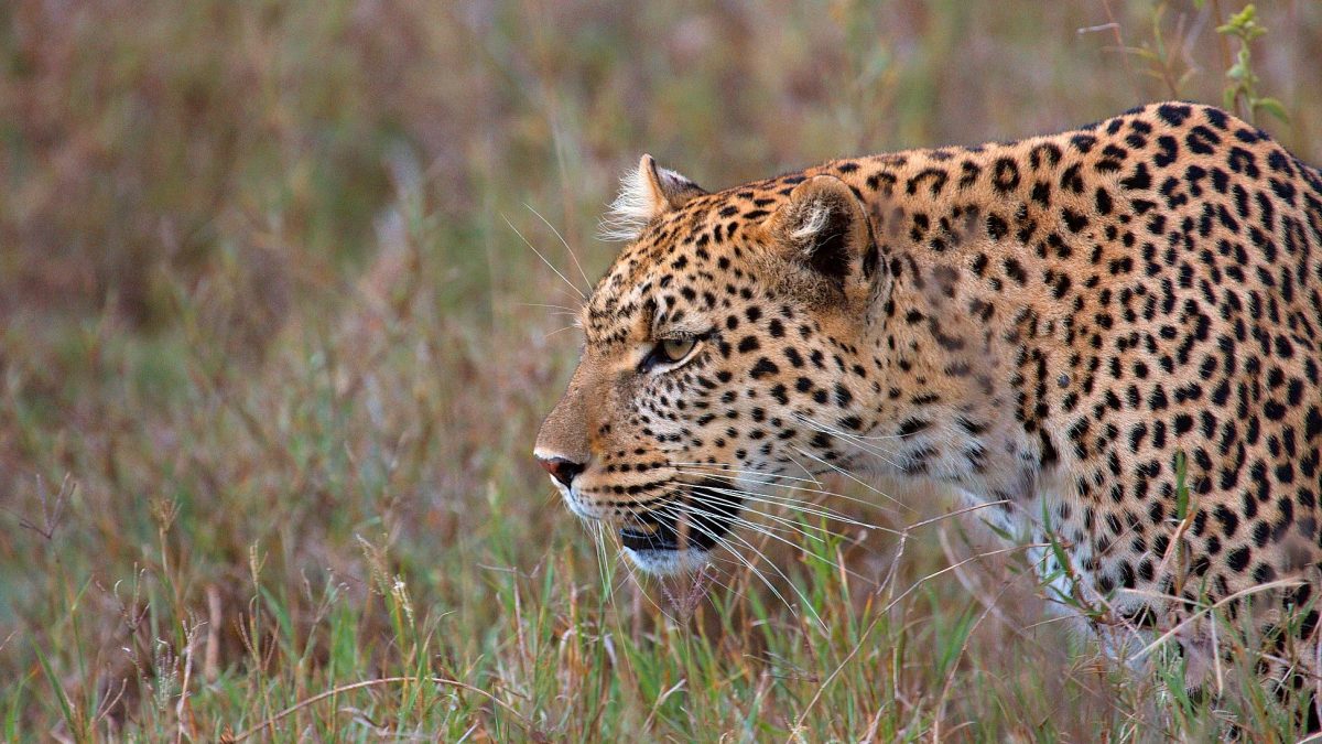 Leopard Tracking in Uganda