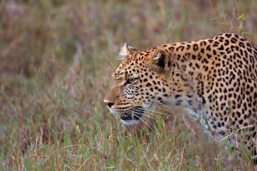 8 Days Uganda Wildlife Safari