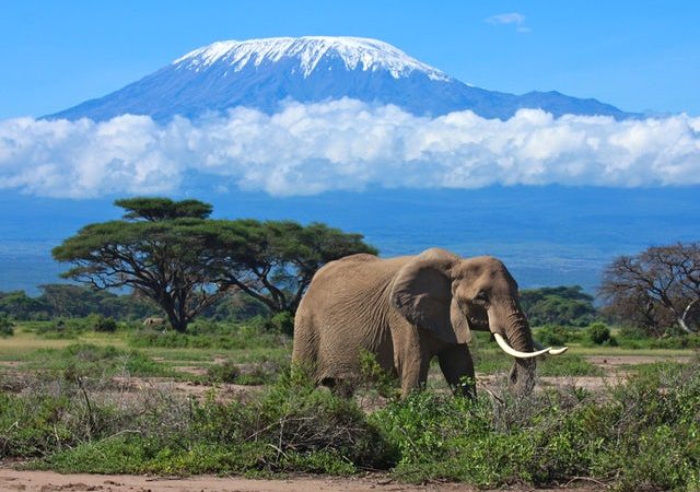 Amboseli National Park-Elephants