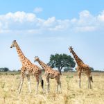 9 Days Uganda Safari-Pearl of Africa