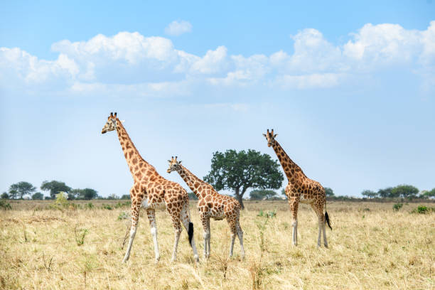9 Days Uganda Safari-Pearl of Africa