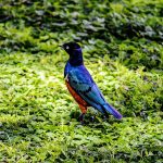 5 Days Bird Watching Safari