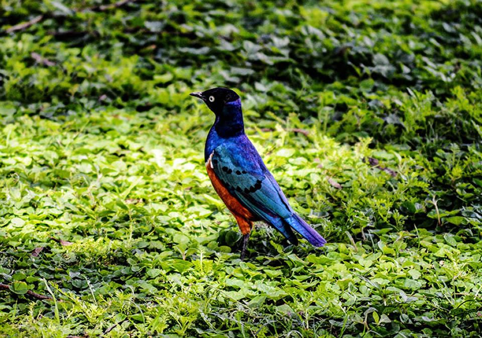 5 Days Bird Watching Safari