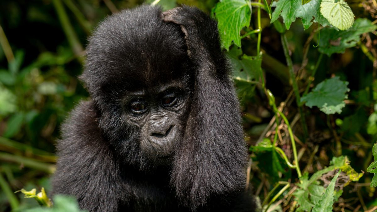 How to plan for gorilla trekking- Mountain Gorillas