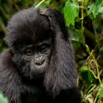 How to plan for gorilla trekking- Mountain Gorillas