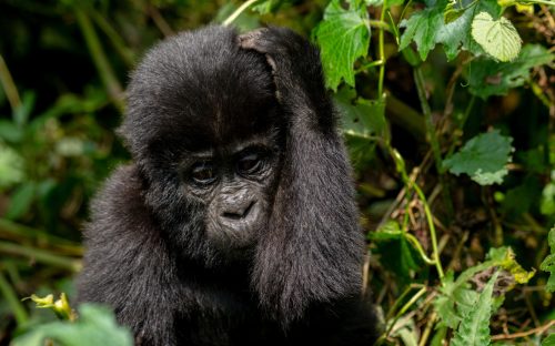 How to plan for gorilla trekking- Tourist Attractions
