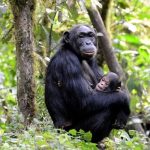 Chimpanzee Trekking in Kanyunchu-Kibale Forest