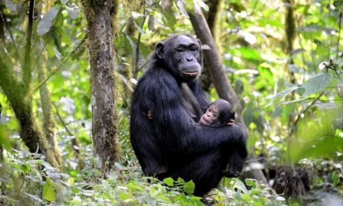 Chimpanzee Trekking in Kanyunchu- Tourist Attractions
