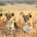 Uganda Wildlife Safaris-Murchison Falls National Park