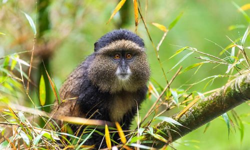 Golden Monkey Trekking in  Rwanda