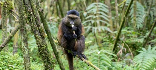 Golden Monkey Trekking in Rwanda