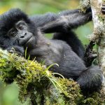 Gorilla Families in Rushaga-Gorillas-Mountain Gorillas