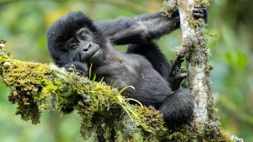 Gorilla Families in Rushaga-Gorillas