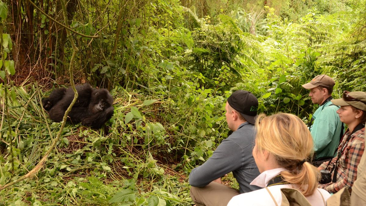 Gorilla Habituation Experience- Safari- Gorilla Trekking